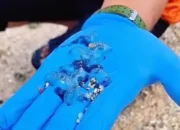 Belasan Wisatawan di Pantai Gunungkidul Tersengat Ubur-Ubur Impes, Mayoritas Anak-Anak