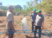 Tembus 900 Ribu Ton, Gunungkidul Sambut Panen Raya Ubi Kayu Musim Kemarau 2026