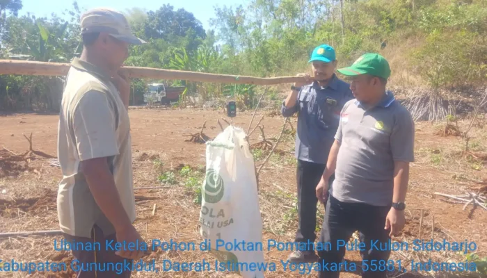 Tembus 900 Ribu Ton, Gunungkidul Sambut Panen Raya Ubi Kayu Musim Kemarau 2026