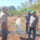 Tembus 900 Ribu Ton, Gunungkidul Sambut Panen Raya Ubi Kayu Musim Kemarau