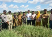 Kunjungi Sentra Bawang Merah di Playen, Wabup Joko Parwoto Dorong Kemandirian dan Digitalisasi Pertanian