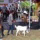 Dari Jalan Sehat, Pameran UMKM 10 Padukuhan, hingga Pentas Seni Jathilan