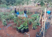 KWT Bina Usaha Cabean Manfaatkan Pekarangan Kosong untuk Ketahanan Pangan dan Tambah Pendapatan