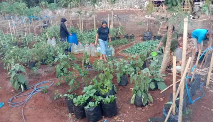 KWT Bina Usaha Cabean Manfaatkan Pekarangan Kosong untuk Ketahanan Pangan dan Tambah Pendapatan