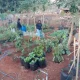 KWT Bina Usaha Cabean Manfaatkan Pekarangan Kosong untuk Ketahanan Pangan dan Tambah Pendapatan