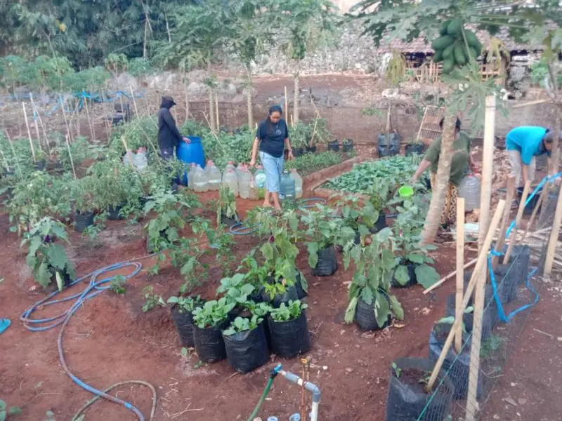 KWT Bina Usaha Cabean Manfaatkan Pekarangan Kosong untuk Ketahanan Pangan dan Tambah Pendapatan
