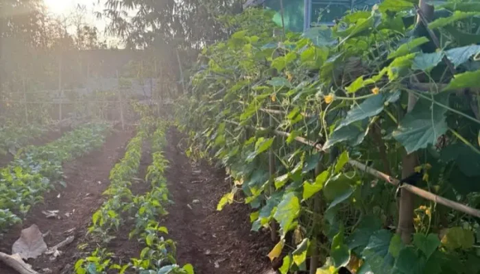 KWT Ngudi Makmur Gunungkidul Dorong Ketahanan Pangan Lewat Budidaya Sayuran