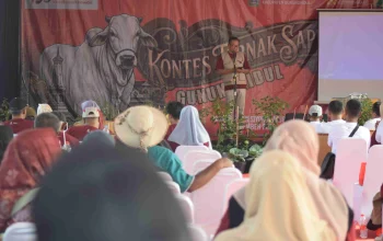Kontes Ternak Sapi Lokal Piala Keistimewaan 2026 Digelar di Gunungkidul