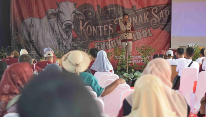 Kontes Ternak Sapi Lokal Piala Keistimewaan 2026 Digelar di Gunungkidul
