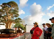 Ratusan Mahakarya Hijau Bertemu di Handayani Bonsai Festival II Gunungkidul