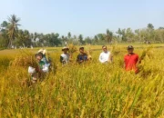 Petani Karangmojo Raih Produktivitas Padi 6,98 Ton GKG per Hektare di Musim Kemarau