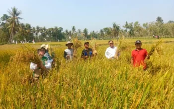 Petani Karangmojo memanen padi musim kemarau produktivitas 6,98 ton GKG per hektare