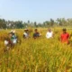 Petani Karangmojo memanen padi musim kemarau produktivitas 6,98 ton GKG per hektare