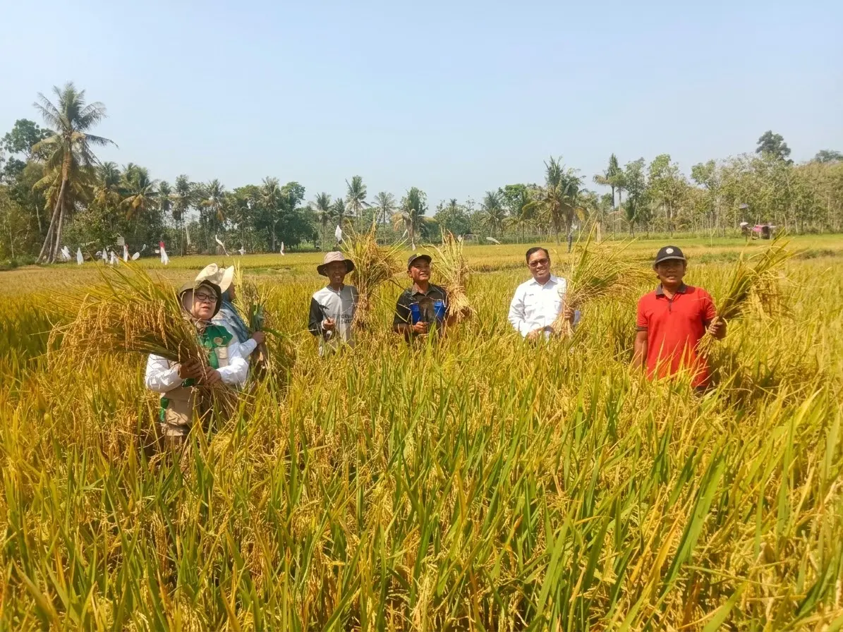 Petani Karangmojo memanen padi musim kemarau produktivitas 6,98 ton GKG per hektare